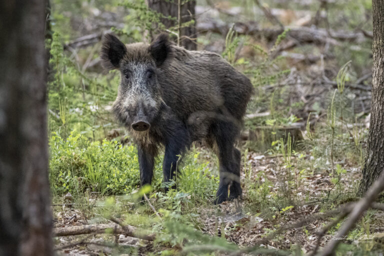 wild zwijn epe